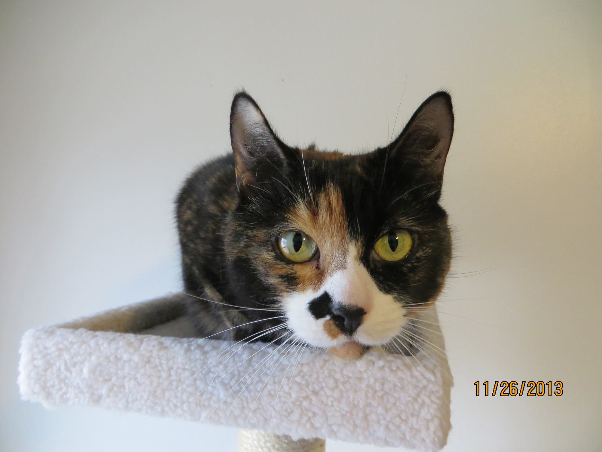 Maggie on a cat tree