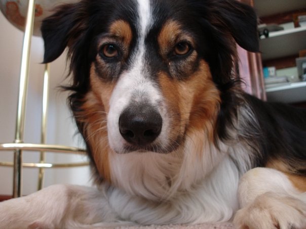 Jack close up