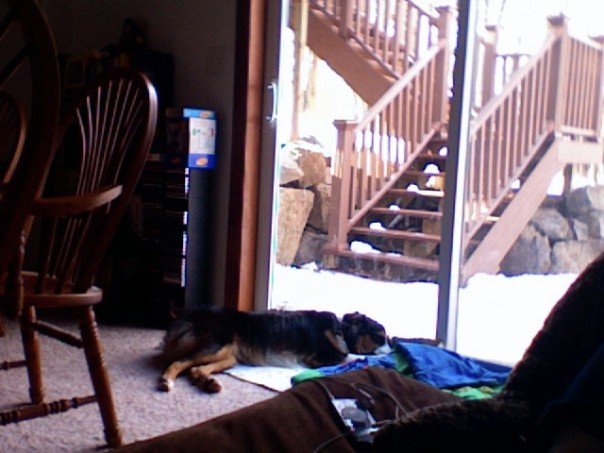 Jack sleeping on his blanket