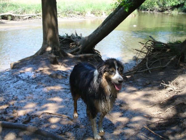 Jack after a swim